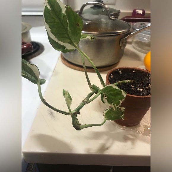 Manjula plant - Picture 9 of 14